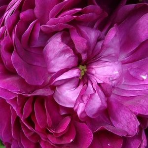 Розы - Саженцы Садовых Роз  - Моховая роза  - лиловая - Poзa Кэптейн Джон Ингрем - роза с интенсивным запахом - Жан Лафе - Моховая роза с цветами малинового цвета и интенсивным ароматом, которую можно вырастить в густоразветвленный куст.